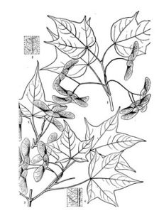 丹巴黃毛槭（亞種）