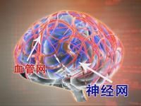 雙網再造療法 雙網再造療法