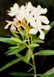 歐洲夾竹桃 歐洲夾竹桃