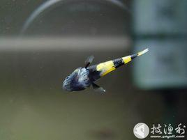 小蜜蜂[蜜蜂魚]