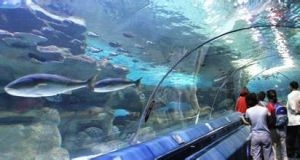 北京工體富國海底世界