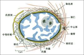 細胞核