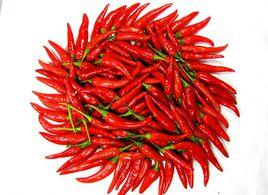 金川紅辣椒 金川紅辣椒