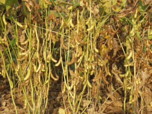 周豆11號 周豆11號