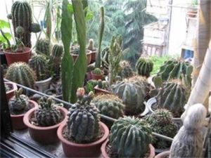 山影拳仙人球 山影拳仙人球