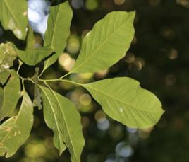 香籽含笑 香籽含笑