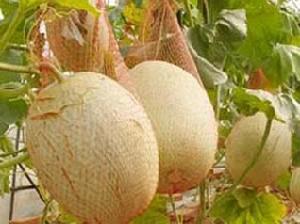 哈密瓜細菌性果斑病