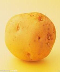 馬鈴薯[土豆學名]