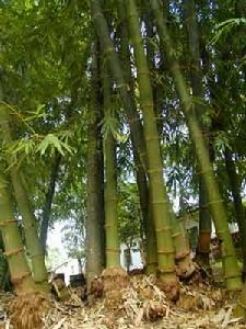 版納甜竹 版納甜竹