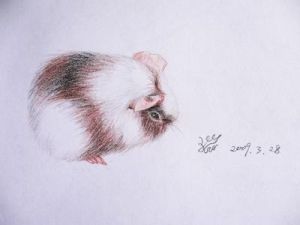 山兔豚鼠 山兔豚鼠