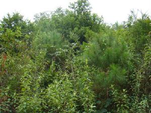 忙壩自然村-林地資源