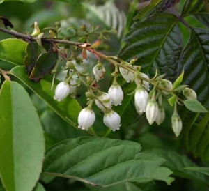 長穗越桔 長穗越桔