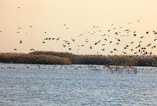 鹽城丹頂鶴濕地生態公園3