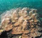 澄黃濱珊瑚