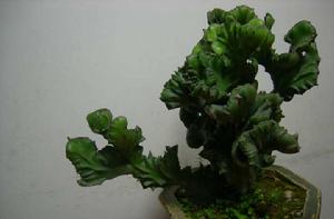 玉麒麟[大戟科植物]