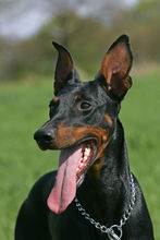 家犬也是犬科動物