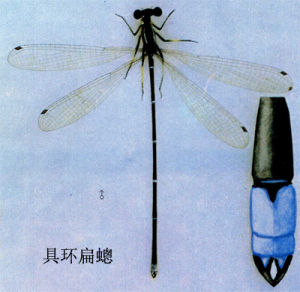 具環扁蟌 具環扁蟌