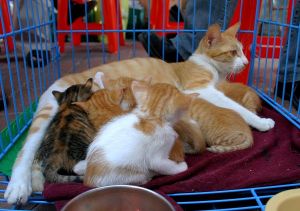 離乳動物 離乳動物