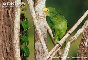 黃頭亞馬孫鸚哥 黃頭亞馬孫鸚哥