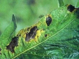 人參黑斑病 人參黑斑病