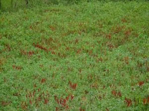 特色產業  辣椒種植