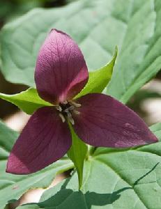 神農架自然保護區