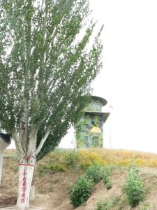 小白楊哨所 小白楊哨所