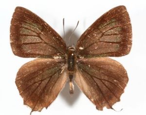 西南金灰蝶 西南金灰蝶