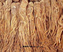 碩大的野生人參