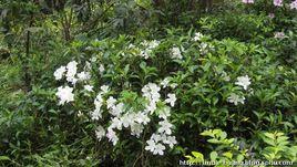 子夜歌·尋春須是先春早 子夜歌·尋春須是先春早