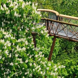 英國皇家植物園