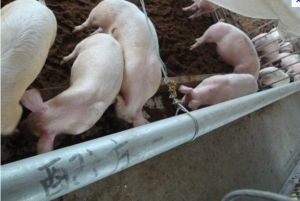 豬菜籽餅中毒 豬菜籽餅中毒