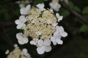 揚州瓊花 揚州瓊花