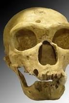 早期智人(古人)頭骨模型