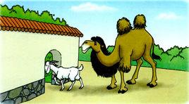 駱駝和羊