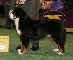 阿那托爾牧羊犬