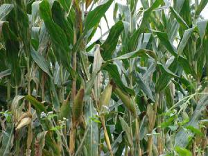 團山小組村種植業