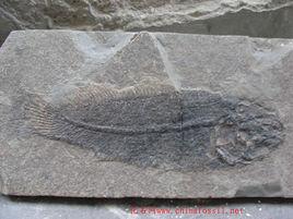 弓鰭魚類 弓鰭魚類