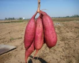 紅薯製糖 紅薯製糖