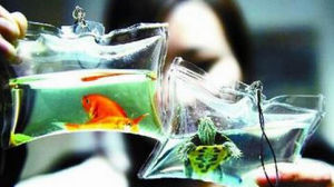 活體吊飾 活體吊飾