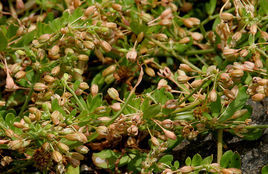 長梗星粟草 長梗星粟草