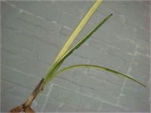 弱小龍膽 弱小龍膽