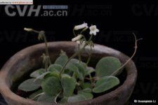 密毛小花苣苔 密毛小花苣苔