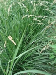 葦狀羊茅 葦狀羊茅