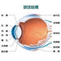 視網膜結構