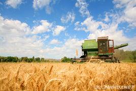 新疆小麥 新疆小麥