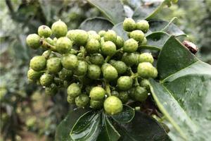 平昌青花椒 平昌青花椒