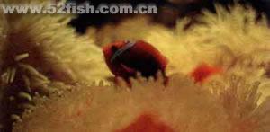 紅小丑魚 紅小丑魚