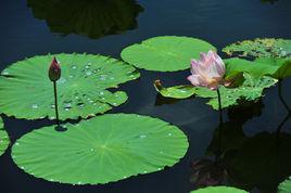 荷葉[睡蓮科植物蓮的葉]