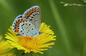 紅珠灰蝶 紅珠灰蝶